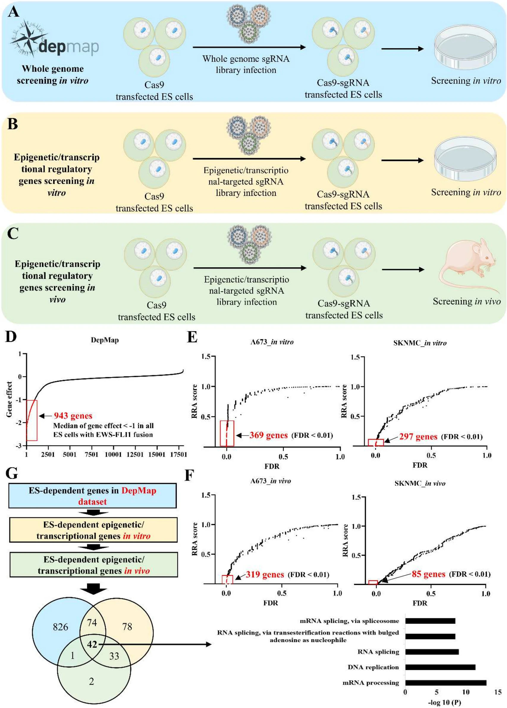 CRISPR-Cas9 knockout screening identifies KIAA1429 as a critical tumor-dependent gene in ES. (OA Literature)