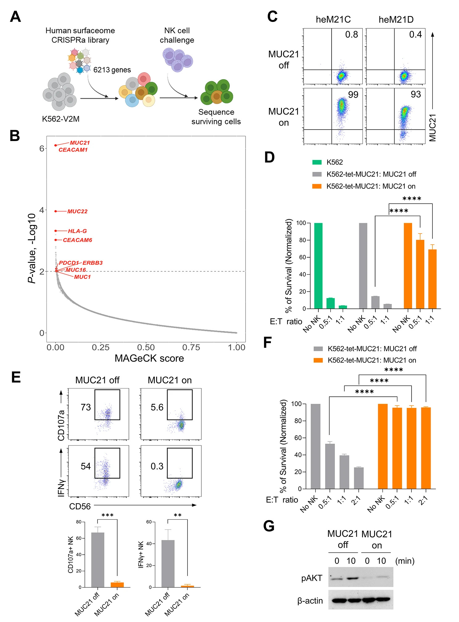 The CRISPRa technology was used to screen for genes that might inhibit the toxicity of NK cells, and experimental techniques such as flow cytometry and sequencing were employed for verification. (OA Literature)
