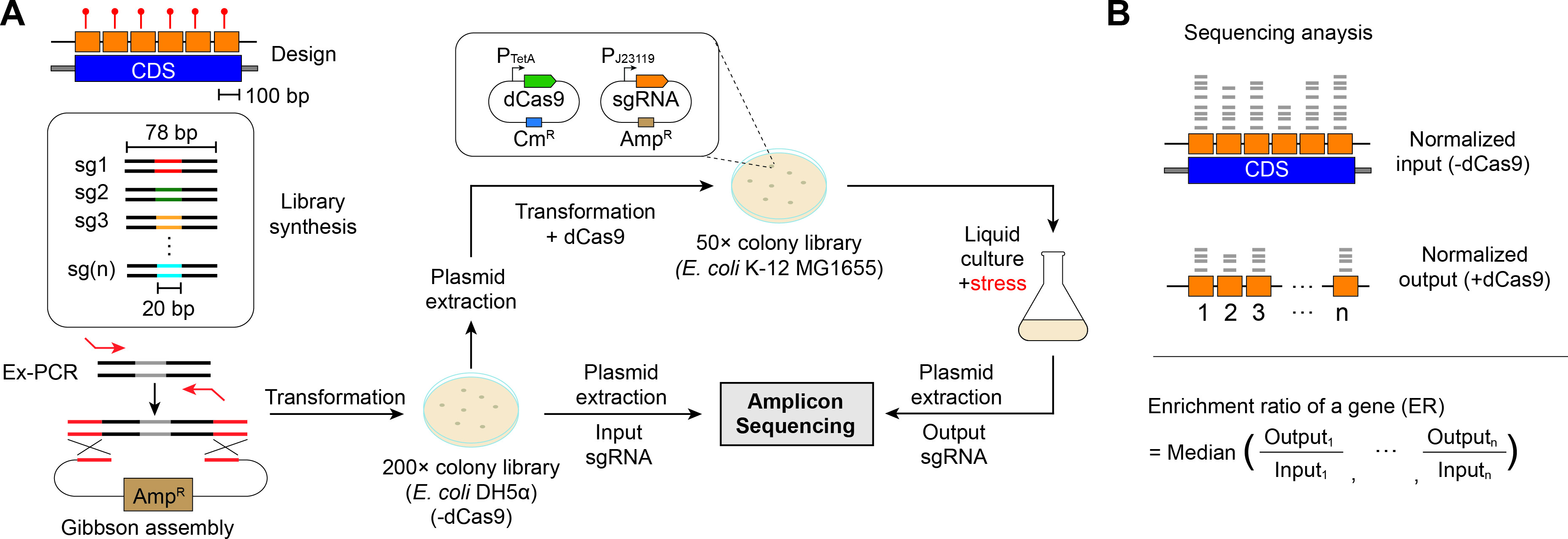 Schematic diagram of genome-level CRISPRi screening steps. (OA Literature)
