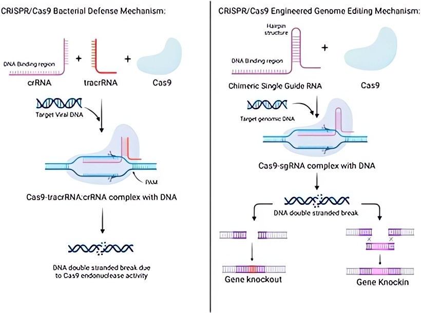 The basic mechanisms of CRISPR knockout and CRISPR knockin. (OA Literature)