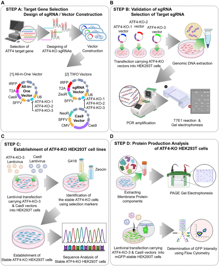 Schematic diagram of the steps for CRISPR knockout. (OA Literature)