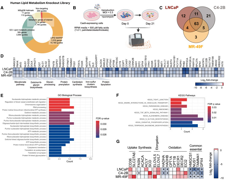 Use CRISPR-Cas9 to screen and determine the necessary genes related to the survival of prostate cancer in the process of human lipid metabolism. (OA Literature)