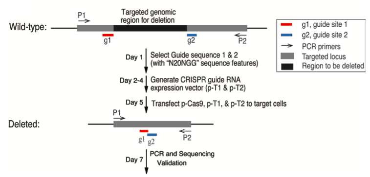 The Steps of targeted gene deletion with CRISPR/Cas9.