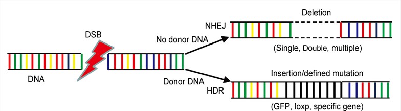 The mechanisms of gene editing.