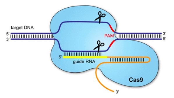 The CRISPR/Cas 9 system.