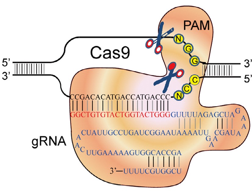 The mechanism of CRISPR/Cas.