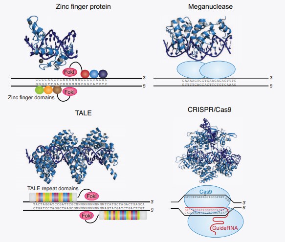 Targeted nucleases for genome editing.