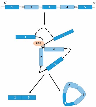 The biogenesis of circRNA. (Haque, 2017)