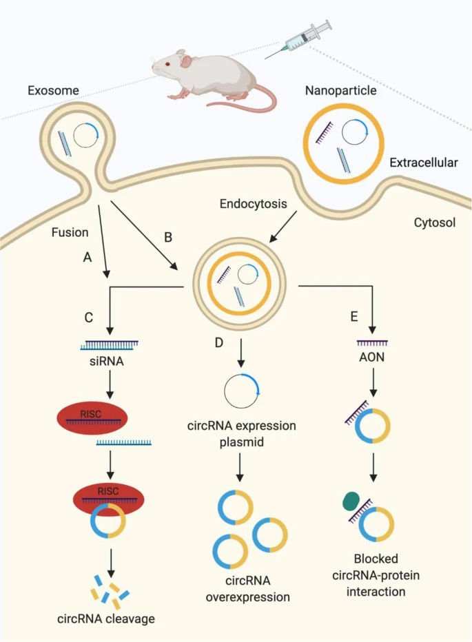 Strategies used to target circRNAs as a therapeutic approach in vivo. (He, 2021)