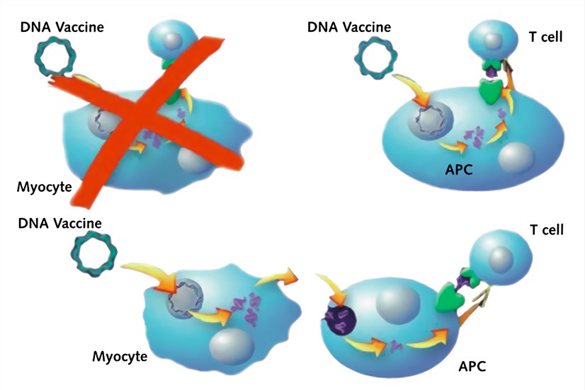 Mechanism of antigen presentation for generation of cytolytic T cells after DNA vaccination.