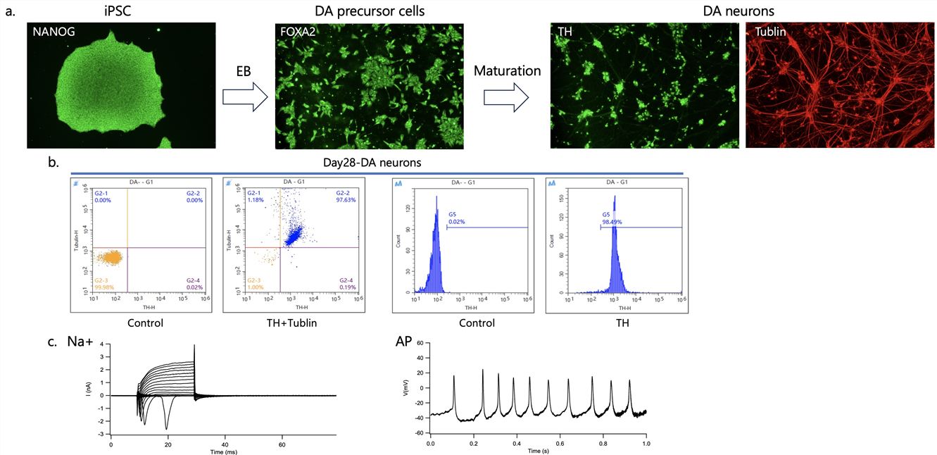 Dopaminergic neuron production platform. (Creative Biolabs Original)