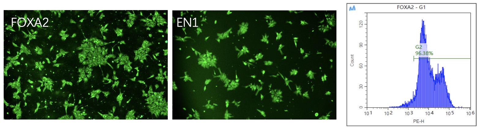 QC of DA Precursor cells. (Creative Biolabs Original)