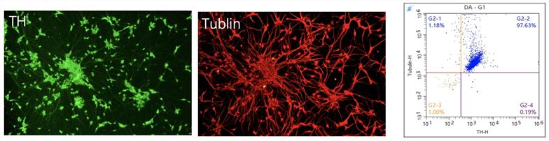 QC of DA neurons. (Creative Biolabs Original)