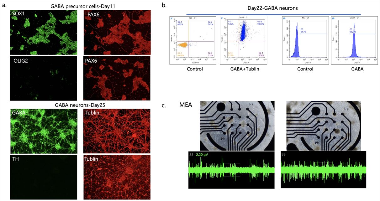GABAergic neuron production platform. (Creative Biolabs Original)
