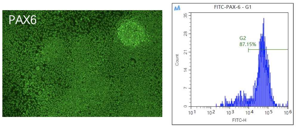 QC of NPC. (Creative Biolabs Original)