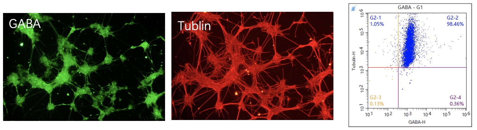 QC of GABA neurons. (Creative Biolabs Original)