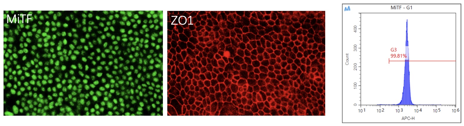 QC of RPE. (Creative Biolabs Original)