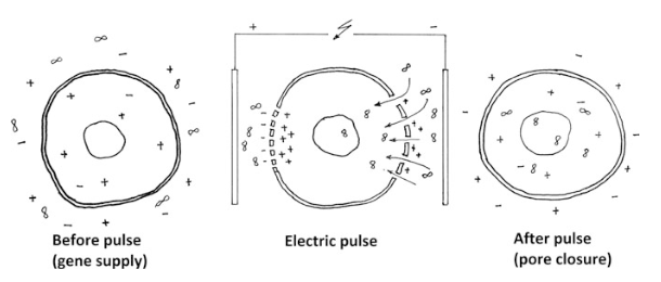 Electroporation process.
