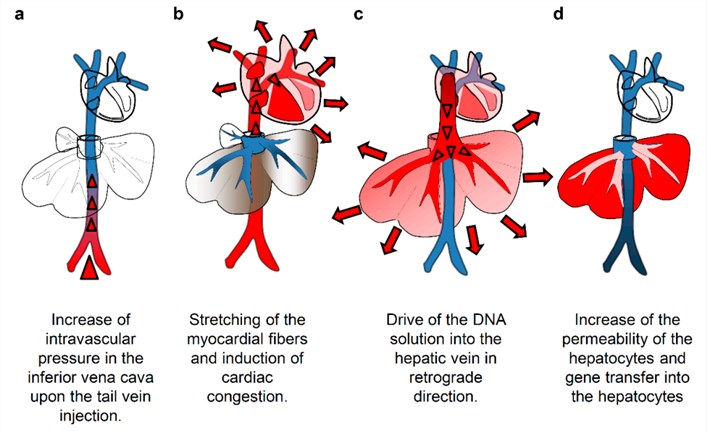Mechanism of hydrodynamics-based delivery to the mouse liver.
