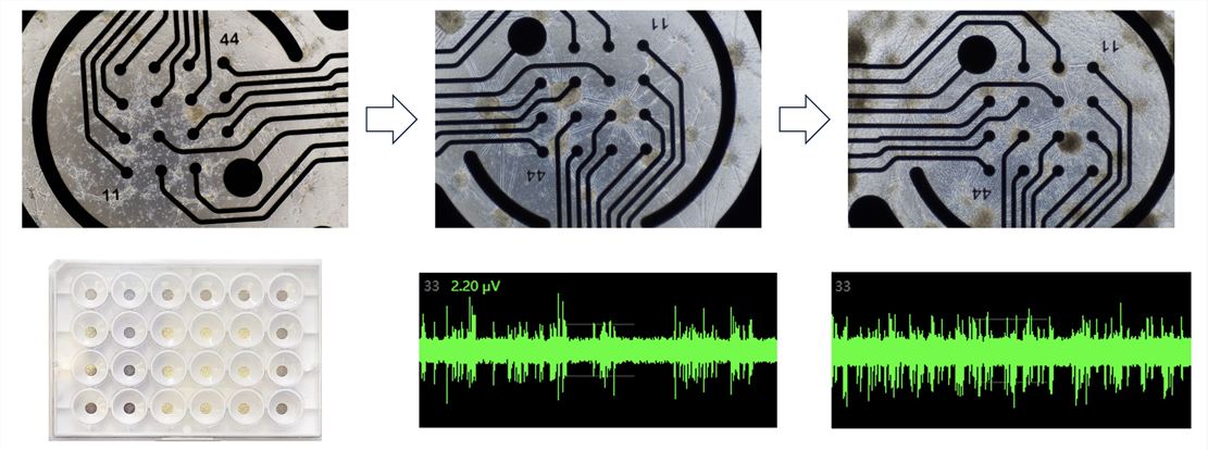 MEA service. (Creative Biolabs Original)