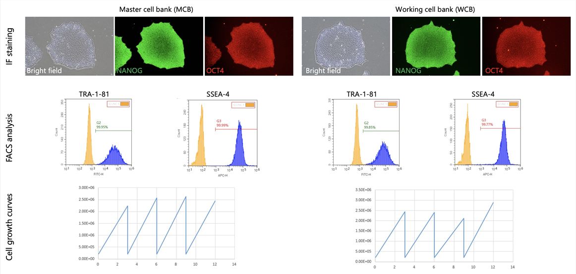 iPSC banking strategy. (Creative Biolabs Original)