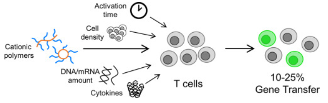 Cationic polymers for non-viral gene delivery to human T cells.