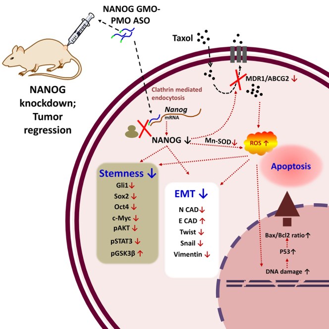 The mechanism by which self-transfected MMO-PMO chimeras targeting Nanog achieve gene silencing in vitro. (OA Literature)