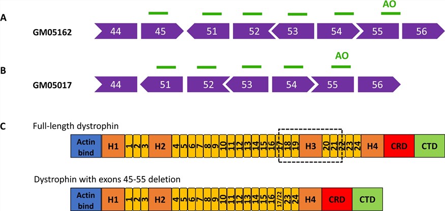 A schematic diagram of the deficiency of dystrophin and a protocol that requires PMO-mediated exon skipping. (OA Literature)