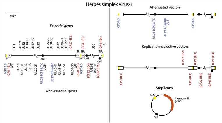 The HSV genome and the corresponding vector.