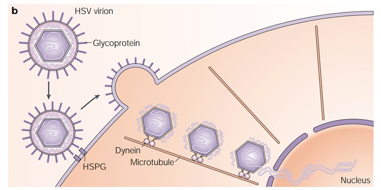 Schematic of HSV entry into cells.