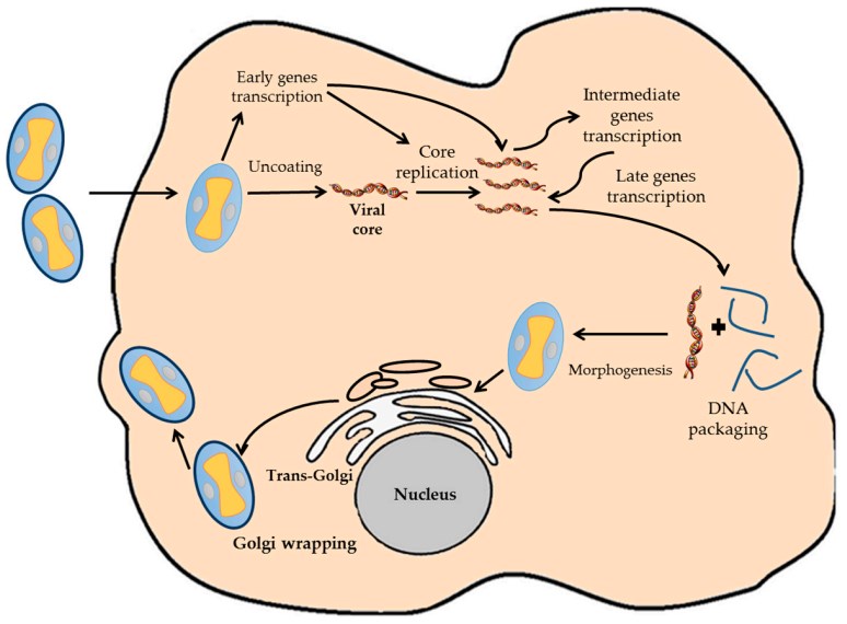 Vectors Based on the Vaccinia Virus