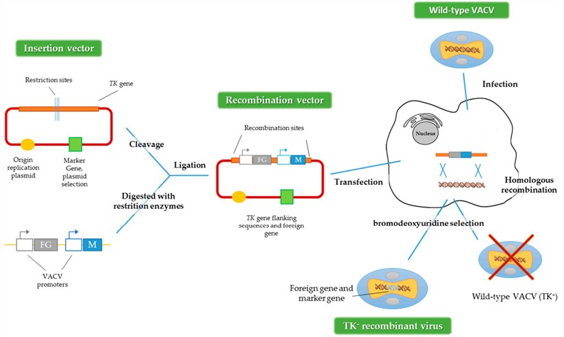 Vectors Based on the Vaccinia Virus
