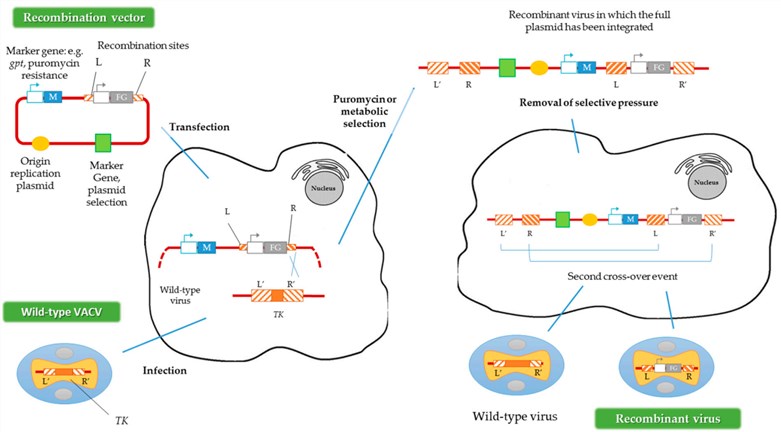 Vectors Based on the Vaccinia Virus