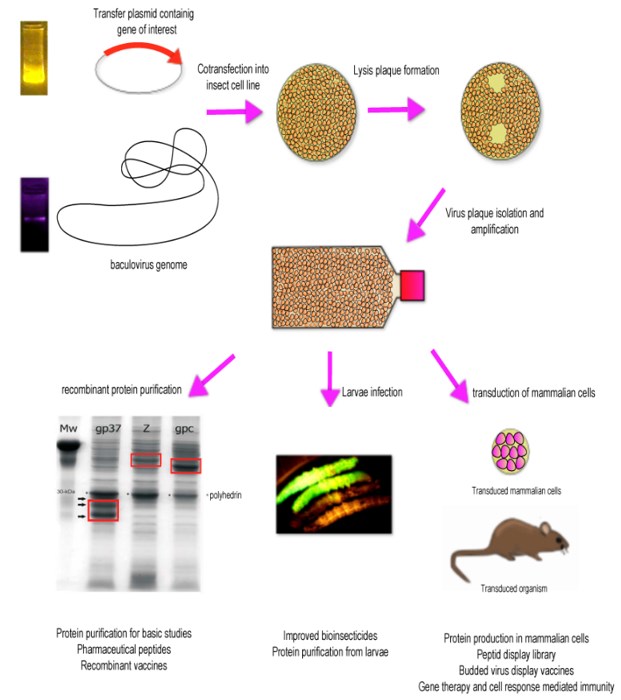The general process of producing recombinant baculovirus. 