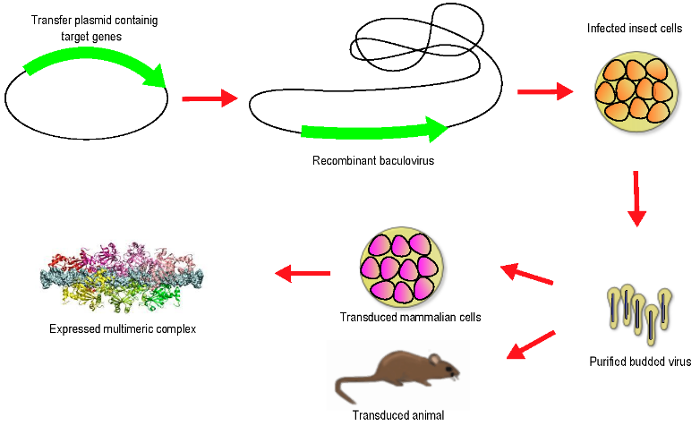Production of BacMam viruses.