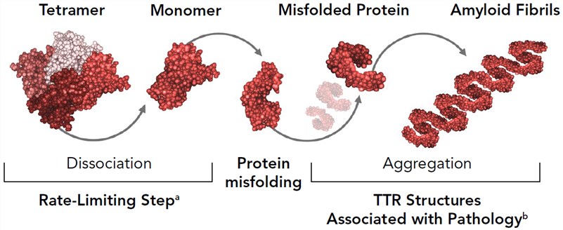 Mechanism of amyloid formation.