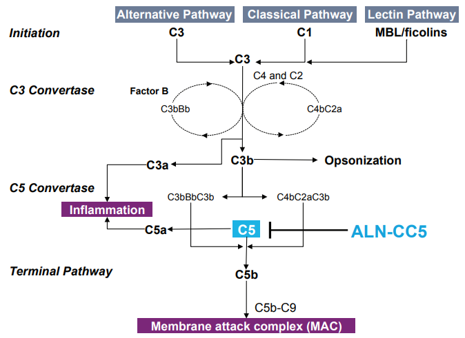 C5 Silencing reduces proteinuria and glomerular MAC deposition. 