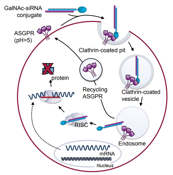 siRNA inhibition mechanism. 