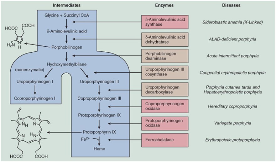 Summary of the heme synthetic pathway, highlighting the enzymatic defects associated with the porphyrias.