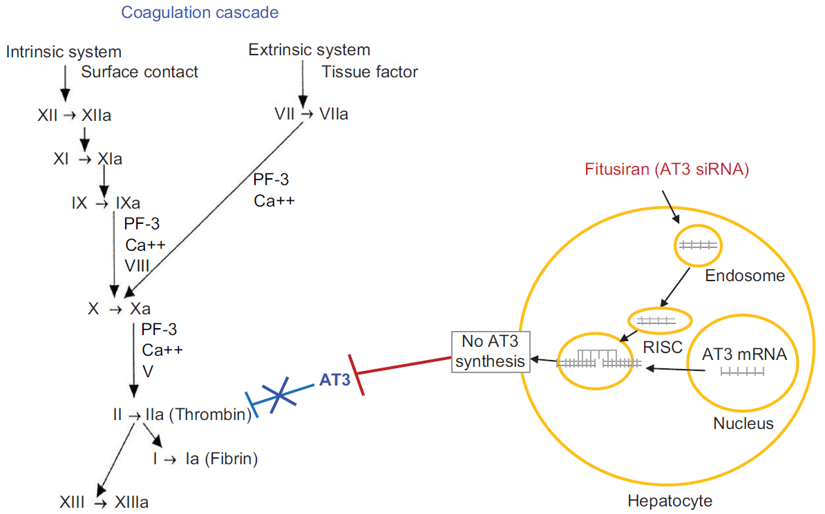 Site of action of fitusiran on coagulation cascade.