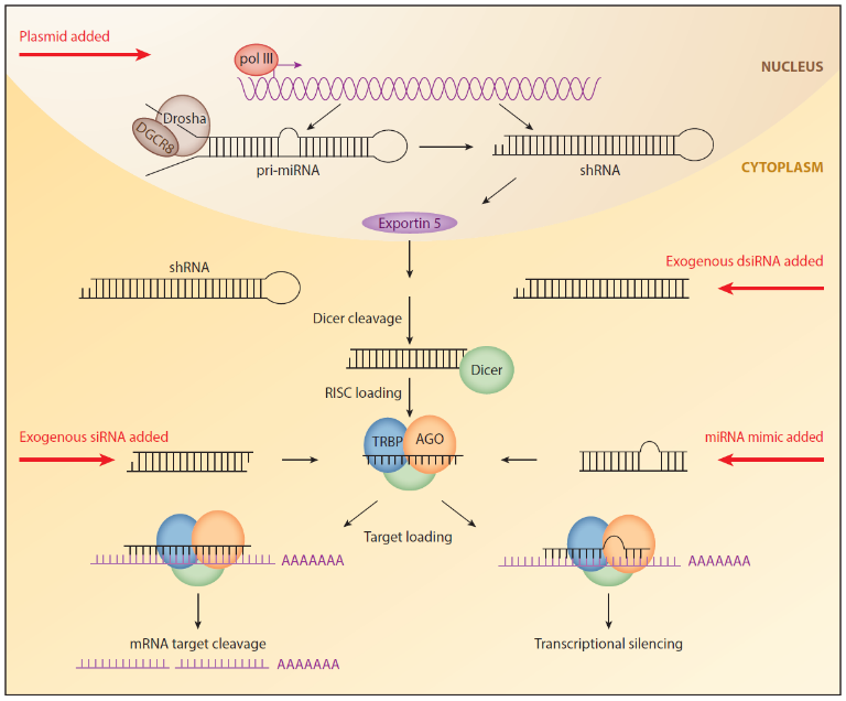 RNA interference (RNAi) pathway.