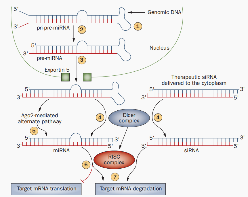 Major steps in the RNA interference (RNAi) pathway.