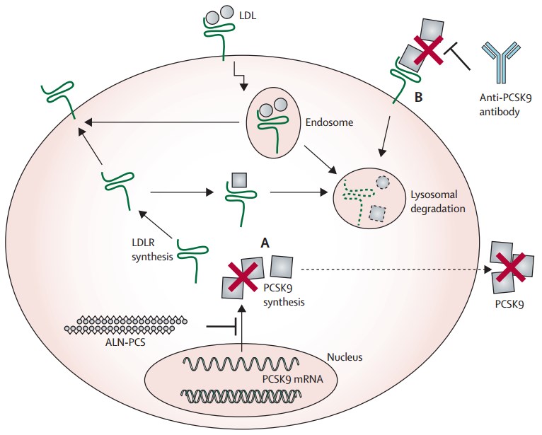 PCSK9 pathway and RNAi synthesis-inhibitor approach. 