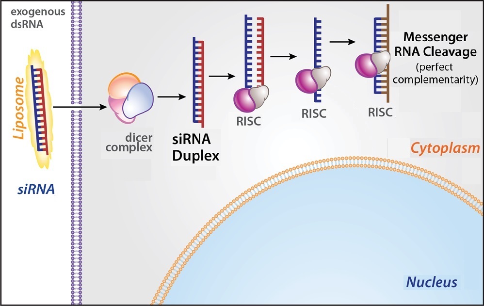 Schematic showing a simplified view of siRNA mechanisms.