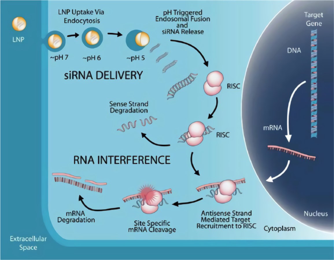 Mechanism of LNP-mediated RNA interference (RNAi) therapeutic.