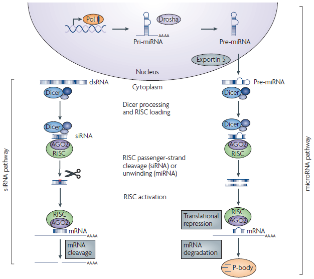 Mechanism of RNA interference in mammalian cells.