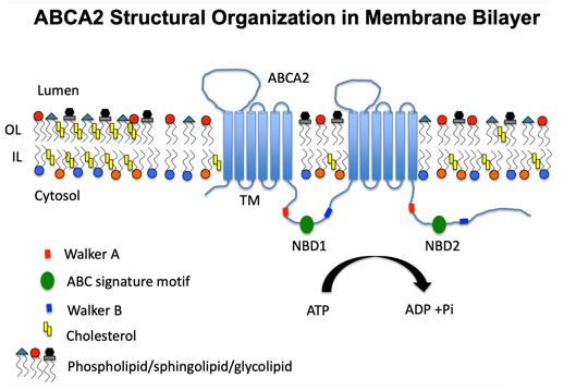 ABCA2 structural organization in the membrane bilayer.