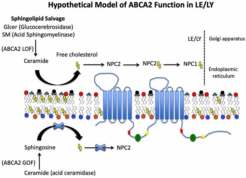 Hypothetical model of ABCA2 function in the LE/LY.