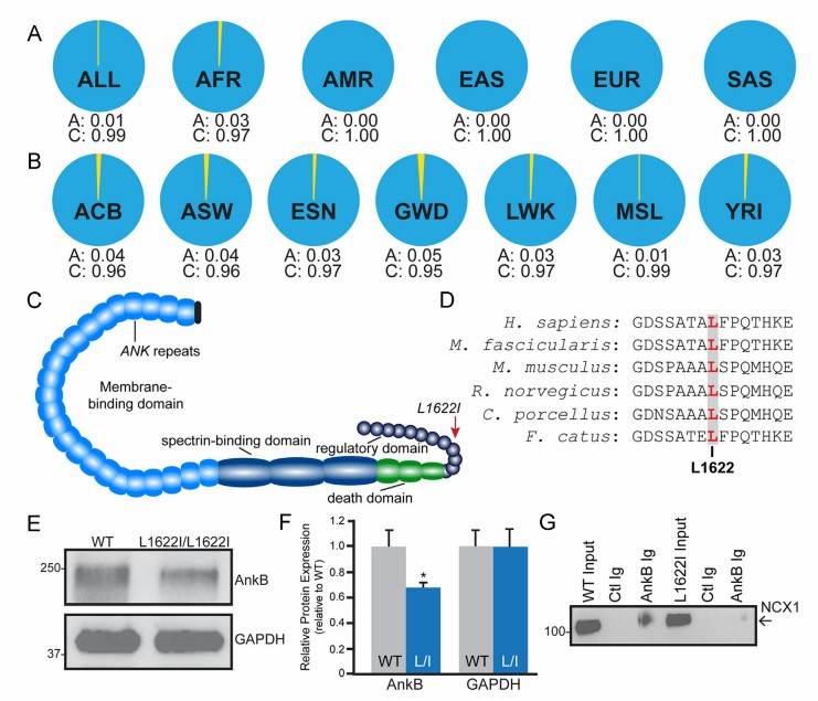 Ankyrin-B p.L1622I variant alters in vivo cardiac Ankyrin-B expression. 