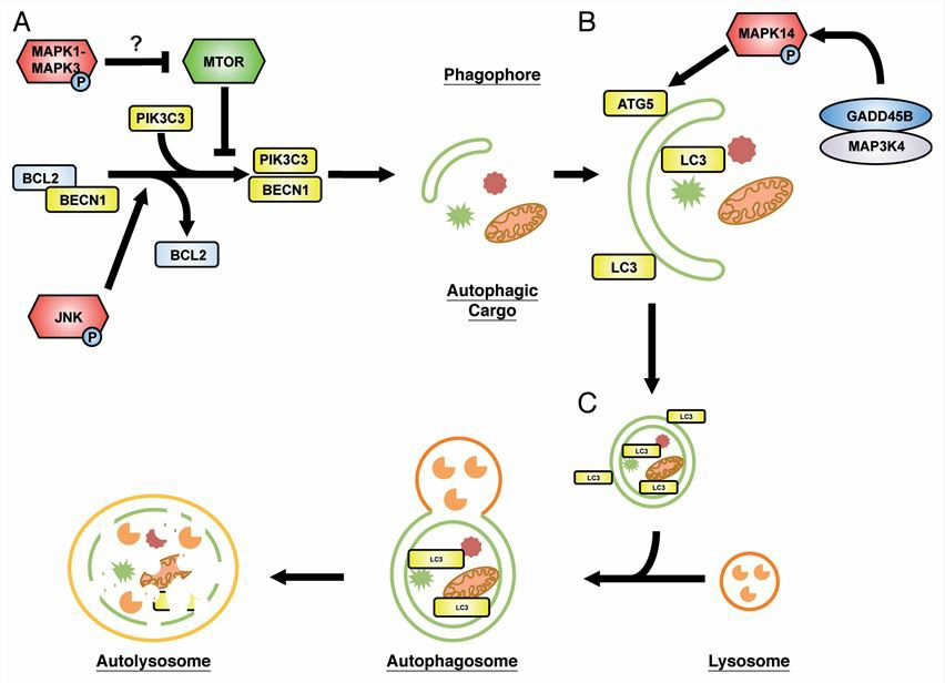 A model of regulatory mechanisms of MAPK signaling in autophagy.